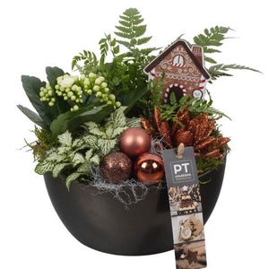 PTCHB9716 Arrangementen Kerst