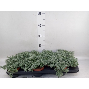 Helichrysum mic. 'Silver Mist'