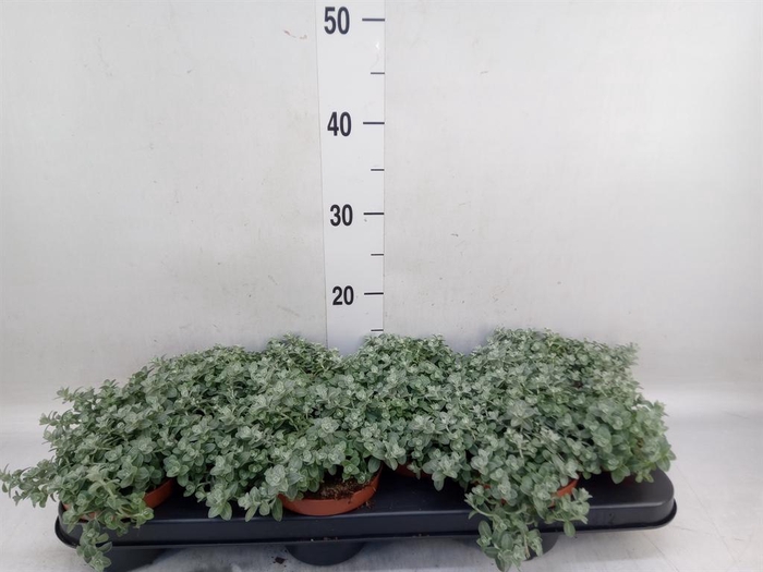 <h4>Helichrysum mic. 'Silver Mist'</h4>