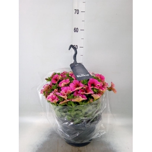 xPetchoa  'BeautiCal Sunray Pink'