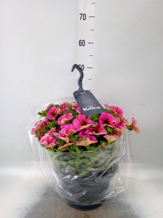 <h4>xPetchoa 'BeautiCal Sunray Pink'</h4>