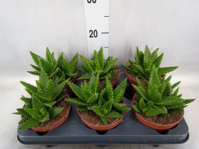 <h4>Aloe perfoliata</h4>