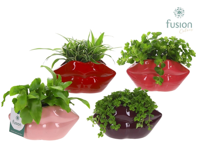 <h4>Keramiek Lippen planter met Groen planten</h4>