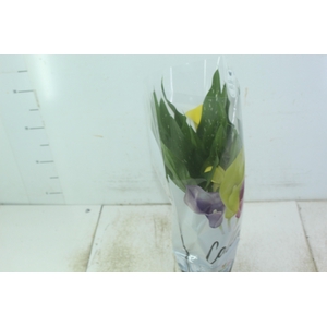 CALLA COLORIDA P14