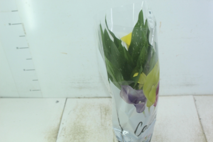 <h4>CALLA COLORIDA P14</h4>
