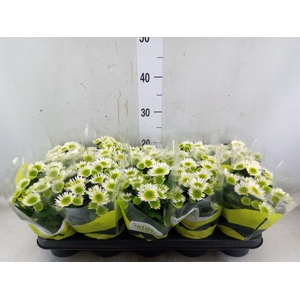 Chrysanthemum  'Splash Meadow'