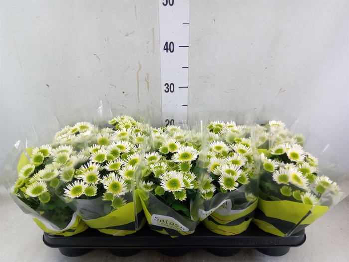 <h4>Chrysanthemum  'Splash Meadow'</h4>