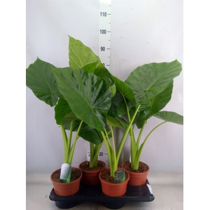 Alocasia macrorrhiza