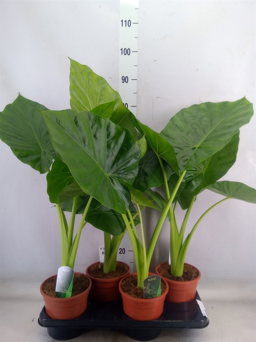 <h4>Alocasia macrorrhiza</h4>