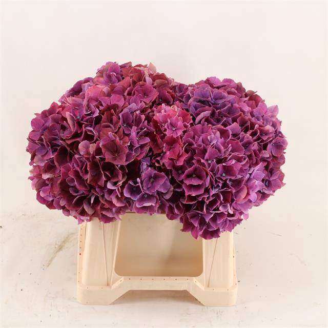 <h4>HYDR M MAG PI RUBY P</h4>