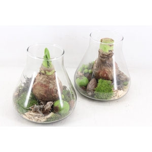 arr4 Amaryllis MB - Glas paris kl. 285/6