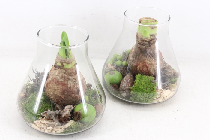 <h4>arr4 Amaryllis MB - Glas paris kl. 285/6</h4>