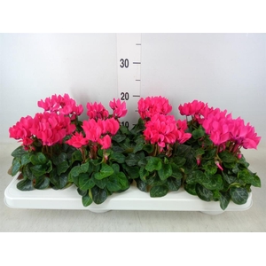 Cyclamen KL 'Compact'