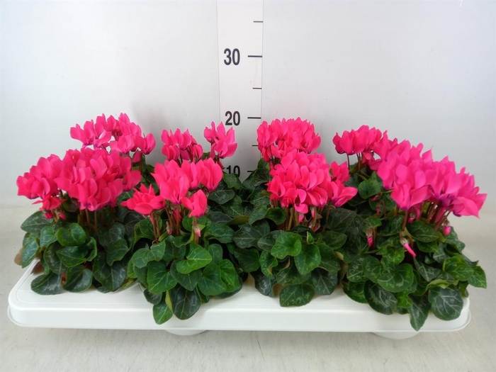 <h4>Cyclamen KL 'Compact'</h4>