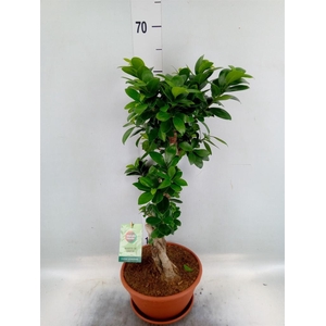 Ficus microcarpa 'Ginseng'
