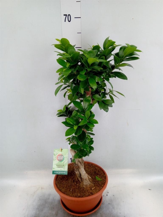 <h4>Ficus microcarpa 'Ginseng'</h4>