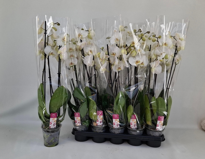 <h4>PHAL OV WIT</h4>