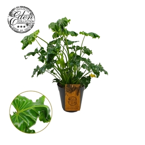 Philodendron Atlantis 15cm