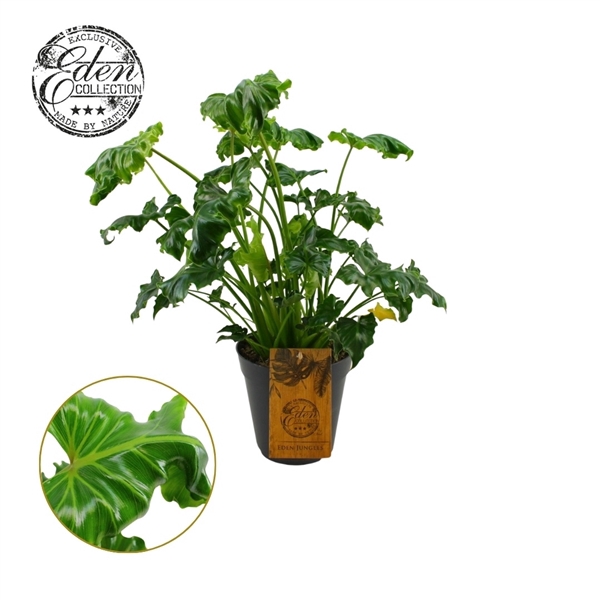 <h4>Philodendron Atlantis 15cm</h4>