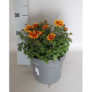Perkplanten 19 cm Bidens Orange