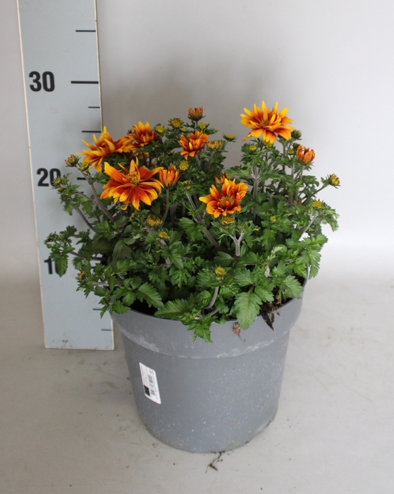 Perkplanten 19 cm Bidens Orange