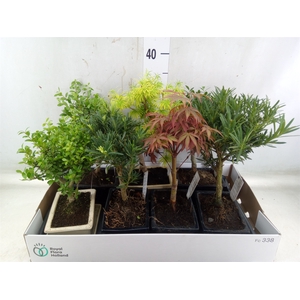 Bonsai   ...mix