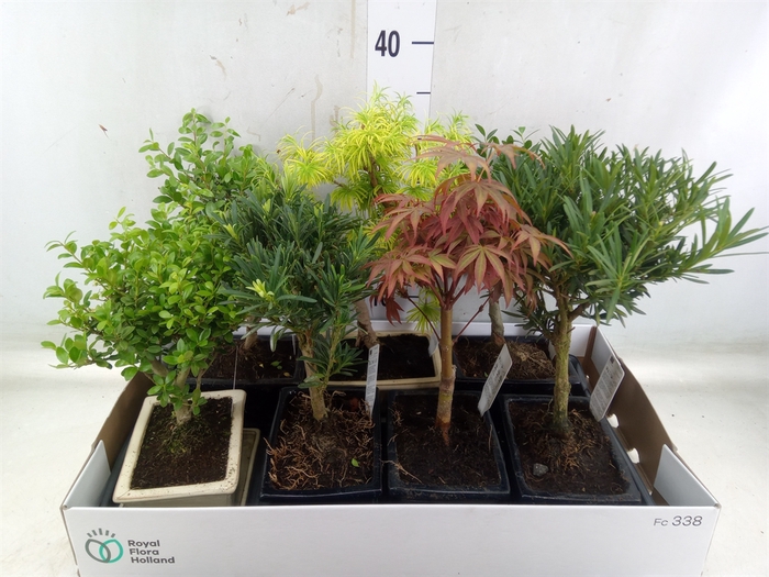 <h4>Bonsai   ...mix</h4>