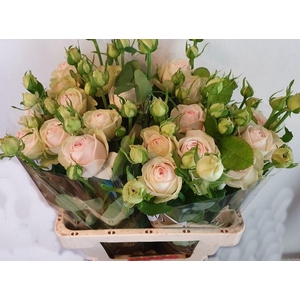 R TR BALLERI SUMMERH