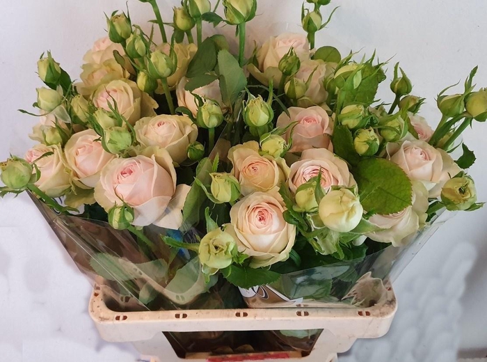 <h4>R TR BALLERI SUMMERH</h4>