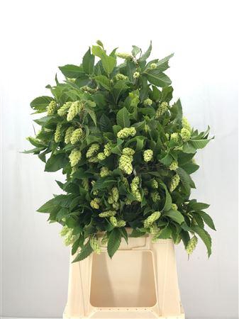 <h4>Carpinus Verde</h4>
