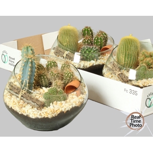 ARR CACTUS