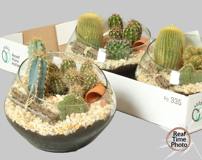 <h4>ARR CACTUS</h4>