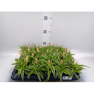 Chlorophytum com. 'Ocean'