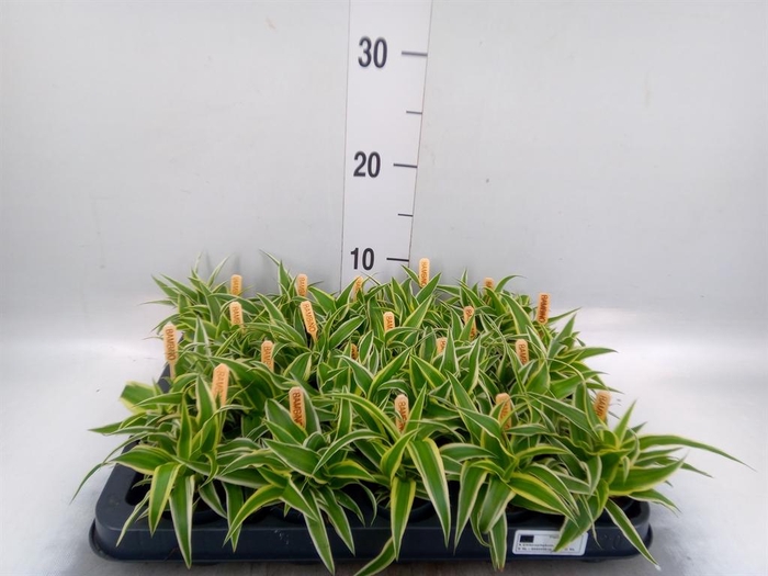 <h4>Chlorophytum com. 'Ocean'</h4>