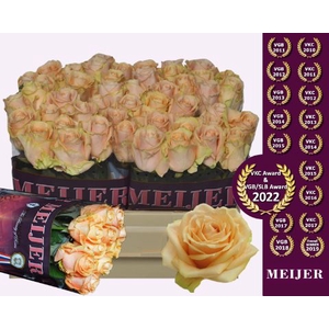 Rozen R GR PEARL AVALANCHE