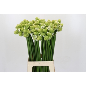 Ornithogalum Saundersiae