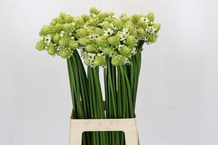 <h4>Ornithogalum Saundersiae</h4>