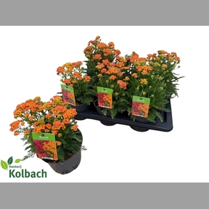 ACHI MILLEFOLIUM