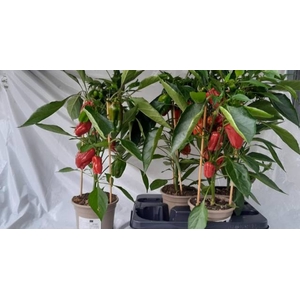 PAPRIKA PLANTEN
