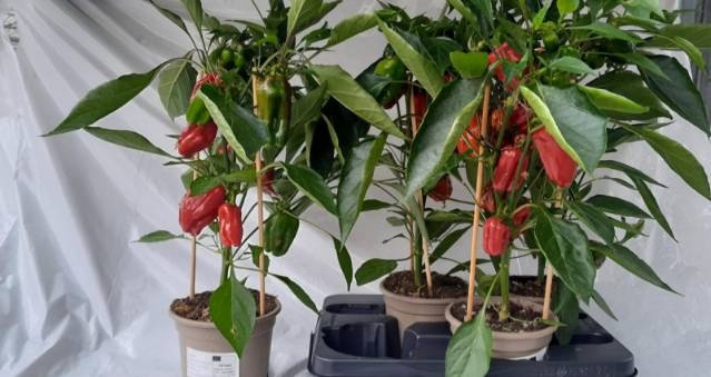 <h4>PAPRIKA PLANTEN</h4>
