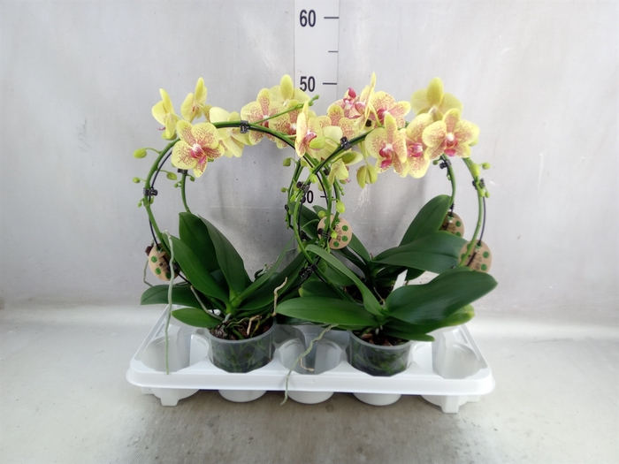 <h4>Phalaenopsis   ...</h4>