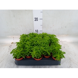 Peperomia