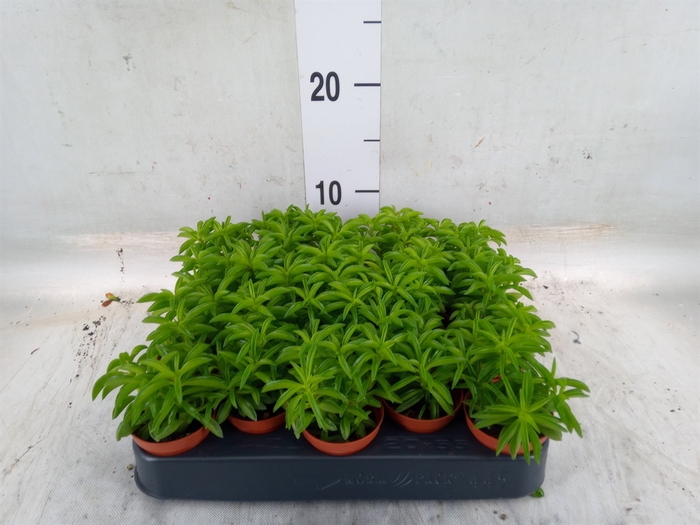 <h4>Peperomia</h4>