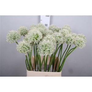 Allium Mount Everest