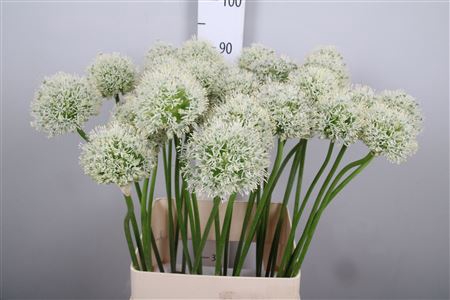 <h4>Allium Mount Everest</h4>