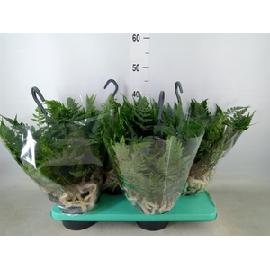 Humata griffithiana var. tyermannii