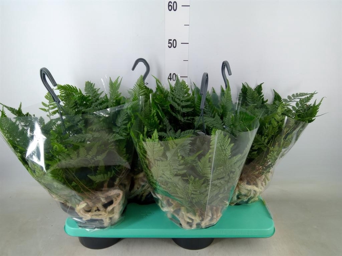 <h4>Humata griffithiana var. tyermannii</h4>