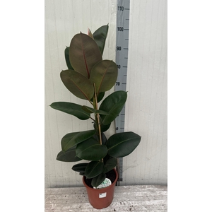 Fic El Robusta