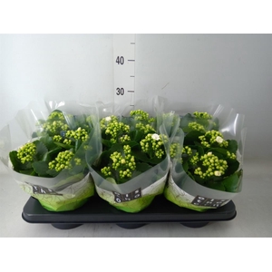 Kalanchoe blos. 'Calandiva Whites'