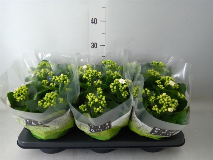 <h4>Kalanchoe blos. 'Calandiva Whites'</h4>